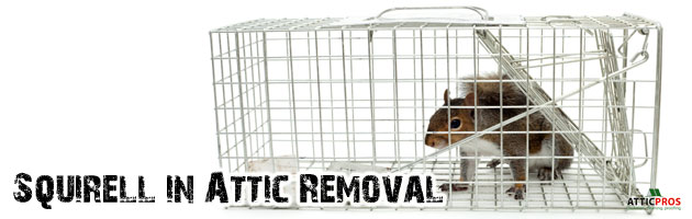 squirell-in-attic-removal